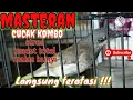 Download Lagu Masteran cucak kombo atasi setres macet mals bunyi dengan cepat  langsung ON FIRE