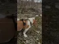 Dachshund mix with beagle