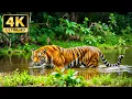 Download Lagu Nature’s Majesty in 4K - Relaxing Wildlife Film with Calming Melodies