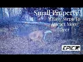 How to Attract Deer to a Small Property 3 Simple Steps