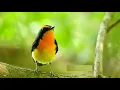 Download Lagu Forest Birds Ringtone | Free Ringtones Download
