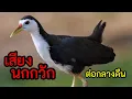 Download Lagu เสียงนกกวัก ต่อกลางคืน