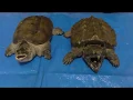 Alligator snapping turlte vs Florida snapping turtle vs