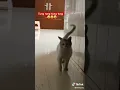 Tung tang tung tang #kucing #kucingimut #kucinglucu #cat