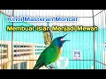 Lagu KINOI MASTERAN MONCER MEMBUAT ISIAN MEWAH