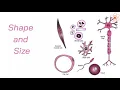 Cell Shape and Size of the cell