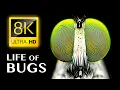 THE LIFE OF BUGS 8K ULTRA
