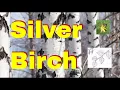 Tree id Silver Birch tree identification uk Betula pendula native bushcraft trees