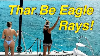 A Fever of Spotted Eagle Rays. E51