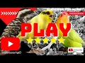 Download Lagu masteran burung lovebird lakbet gacor dengan kenari serta pelatuk gacor nembak