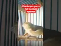 Download Lagu suara burung flamboyan gacor full nembak ngebren