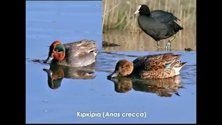 صوت حذاف ودجاج ماء Mb3 