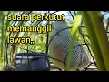 Download Lagu suara pikat perkutut di kebun sawit memanggil