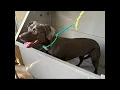 SandyPawsDogSpa is live grooming Oakley the Lab mix