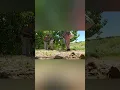 cherry picking at Three Nunns Farm
