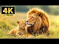 Download Lagu 4K Wildlife Wonders – Peaceful Nature Views with Calming Piano \u0026 Guitar Melodies