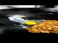 Download Lagu 3 Hidden Char Kway Teow Ingredients You Never Knew About