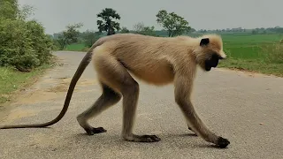 A Langur Crossing the Village Road 🐒🛣️