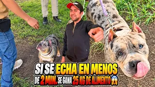 Si este Américan Bully aprende el echado en menos de 3 minutos se gana 25kg de alimento 😱 