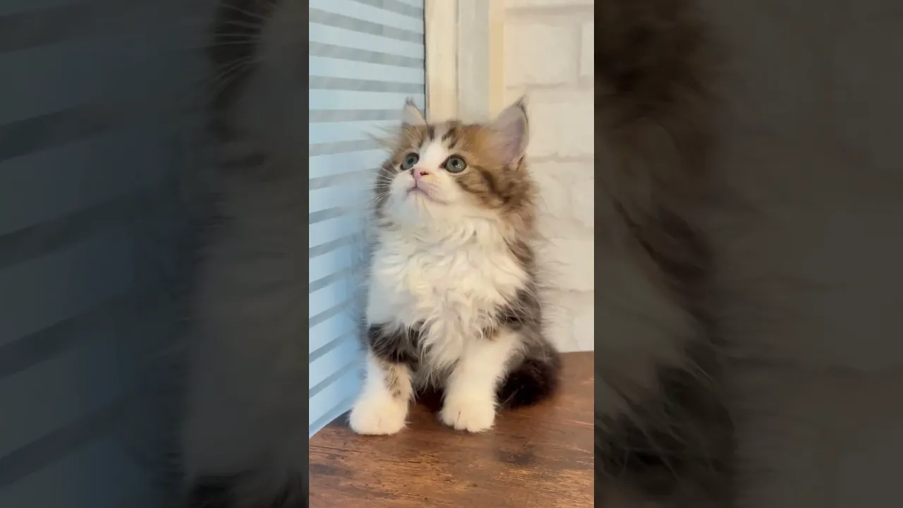 動画