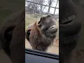 Donkey steals tiger's limelight.