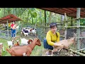 Download Lagu Building a Goat Pen with Bamboo and Iron Mesh – Buying a Herd of Goats to Raise | Nhất Bushcraft