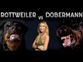 THE DOBERMAN VS THE ROTTWEILER - WHO IS FIERCEST