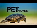 male turtle names beginning with x