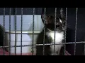 Local rescue seeks help after 30 cats abandoned in Logan County arrests made