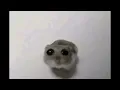Download Lagu Sad Hamster Violin Meme (Full)