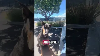 #fypシ #Fyp #Dream #pets #doberman
