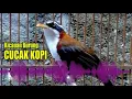 Download Lagu [Audio Master] Cukup 3 MENIT Saja, Cucak Kopi manapun bakal GACOR dan NYAUT dengan suara ini