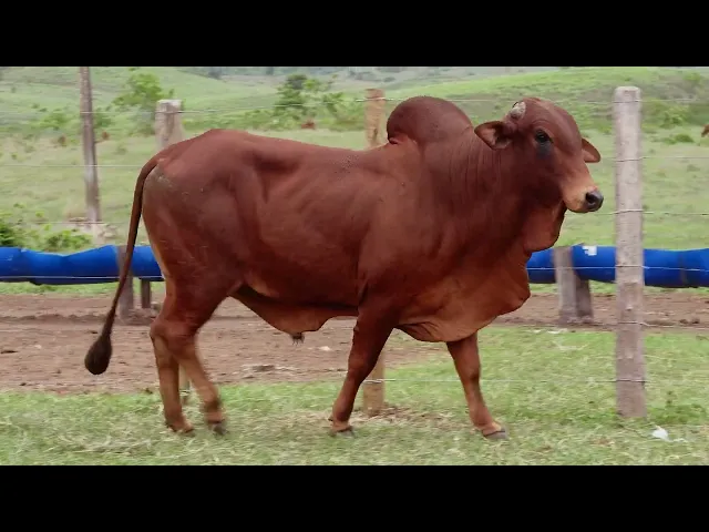 Touro Sindi RAJT - 2726