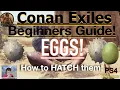 Eggs how to hatch them Conan Exiles Beginners Guide 2022