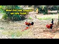 Download Lagu AKIBAT KAKINYA PINCANG AYAM HUTAN HILANG MENTAL