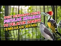 Download Lagu PETULAK JINGJING GACOR PANJANG SUARA KRISTAL || MASTERAN JINGJING PETULAK GACOR DOR