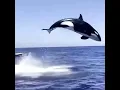 Lagu animals compilations lumba lumba orca melompat tinggi
