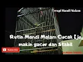 Lagu Rutin Mandi malam, Cucak Ijo Satria Piningit makin stabil dan Gacor