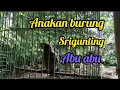 Download Lagu suara anakan burung Sri gunting  abu abu
