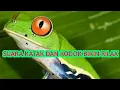 Suara Katak| Kodok Asli Sawah Di Malam Hari || Story Wa 30 Detik