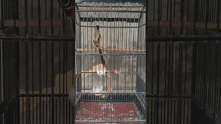 cendet madura irama lagu syahdu 