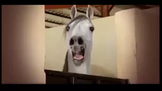 صهيل الخيول العربية دندنها