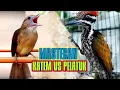 Download Lagu SUARA KAPAS TEMBAK BREN RAPET|PELATUK BAWANG NGEKEK PANJANG ‼️2 BURUNG MASTERAN