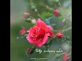Download Lagu Intha mamanoda manasu tamil whatsApp status💞 song