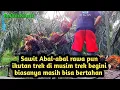Download Lagu Sawit Abal-abal kantongan  di Tanam di rawa pun ikutan trek parah 