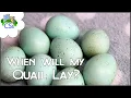 When will My Quail Start Laying - And other quail egg related questions