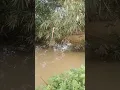 Download Lagu BAMBOO IN THE RIVER # #flamenco #musica #music #shootingtime