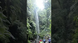 Ce qu’on retient de La Palma, par rapport aux autres îles des Canaries, c’est sa végétation 🏝️