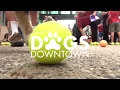 Dogs Downtown event in downtown Rochester Minnesota