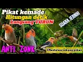 Lagu SUARA PIKAT BURUNG KEMADE/ CABE CABEAN PALING AMPUH ANDALAN TUKANG PIKAT .. ANTI ZONK ‼️